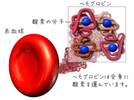 hemoglobin1