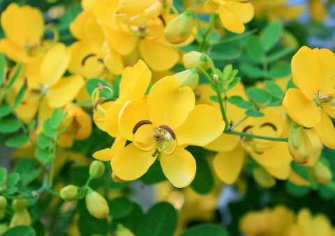 Each spike-like cluster of winter cassia’s golden yellow flowers has up to 12 individual blossoms. Flowers have five petals, and the curved shapes of the stamens and pistil add landscape interest. (Photo by MSU Extension Service/Gary Bachman)