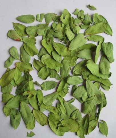 dried-cassia-auriculata-leaves-966326